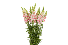 SNAPDRAGON APPLE BLOSSOM