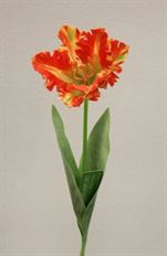 TULIP PARROT 26" ORANGE