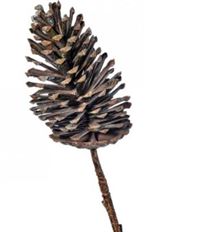 PINECONE BRANCH 29" NATURAL