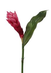 GINGER 32" AMERICAN BEAUTY