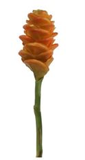 GINGER CONE 24" PAPAYA