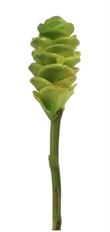 GINGER CONE 24" LIGHT GREEN