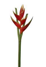 HELICONIA TORCH 36" ORANGE/RED