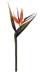 BIRD OF PARADISE 36" ORANGE/RED
