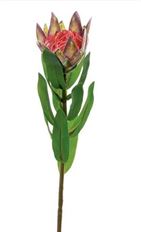 PROTEA KING 18.9" MAUVE/CREAM