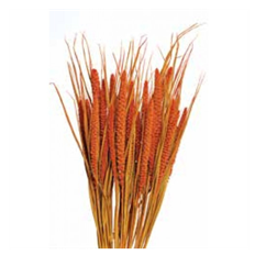 MILLET 28" AUTUMN