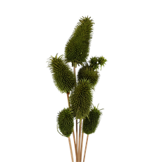 TEASILS 16" BASIL PK/6