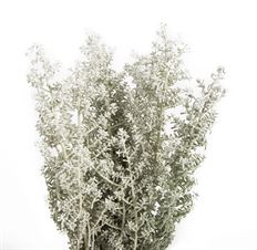 KOCHIA