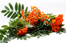 BRANCHES MOUNTAIN ASH BERRY