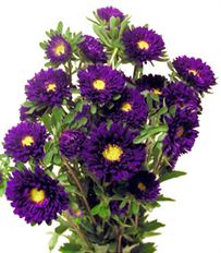 ASTER MATSUMOTO PURPLE