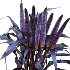 MILLET PURPLE MAJESTY