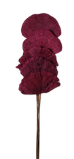 SPONGE MUSHROOM BURGUNDY 5/PK