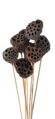 LOTUS POD MINI NATURAL 10/PK