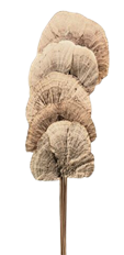 SPONGE MUSHROOM NATURAL 100/CS