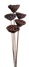 LOTUS POD STEM NATURAL 5/PK