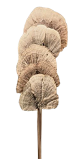 SPONGE MUSHROOM NATURAL 5/PK