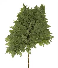 LACE FERN