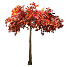 TREE 12' CHERRY BLOSSOM WHITE