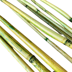 RIVER CANE 3.5 FT. GREEN