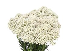 RICE FLOWER WHITE