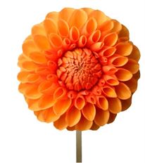 DAHLIA ORANGE
