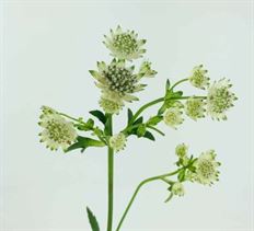 ASTRANTIA WHITE 10 STEM BUNCH
