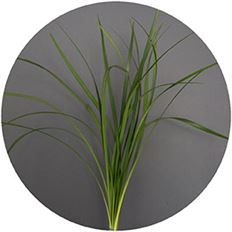 LILY GRASS