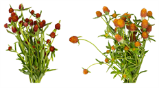 GOMPHRENA