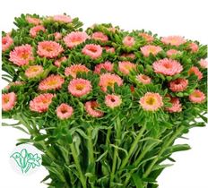 ASTER MATSUMOTO PEACH