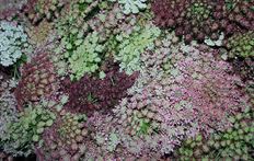QUEEN ANNE'S LACE CHOCOLATE