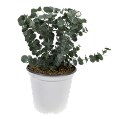 6"  EUCALYPTUS