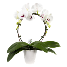 5" ORCHID INFINITY CIRCLE