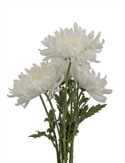 CREMONS WHITE