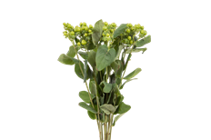 HYPERICUM GREEN