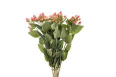 HYPERICUM PINK