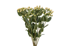 HYPERICUM WHITE