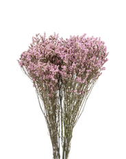 LIMONIUM PINK