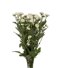 POM BUTTON WHITE