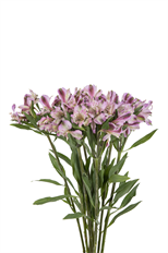 ALSTROEMERIA PREMIUM LAVENDER