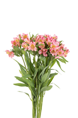 ALSTROEMERIA PREMIUM PINK