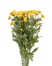 POM BUTTON YELLOW