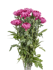 MUM STANDARD PURPLE