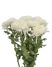 MUM STANDARD WHITE