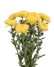 MUM STANDARD YELLOW