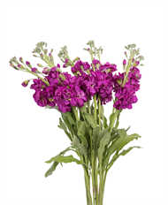 STOCK DARK PURPLE
