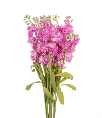 STOCK PINK