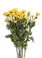 POM VIKING YELLOW