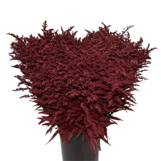 SOLIDAGO TINTED