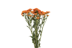 POM DAISY BRONZE