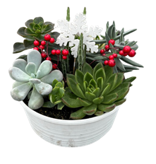 10" SUCCULENT GARDEN